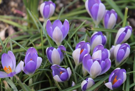 藏红花、春天、鲜花