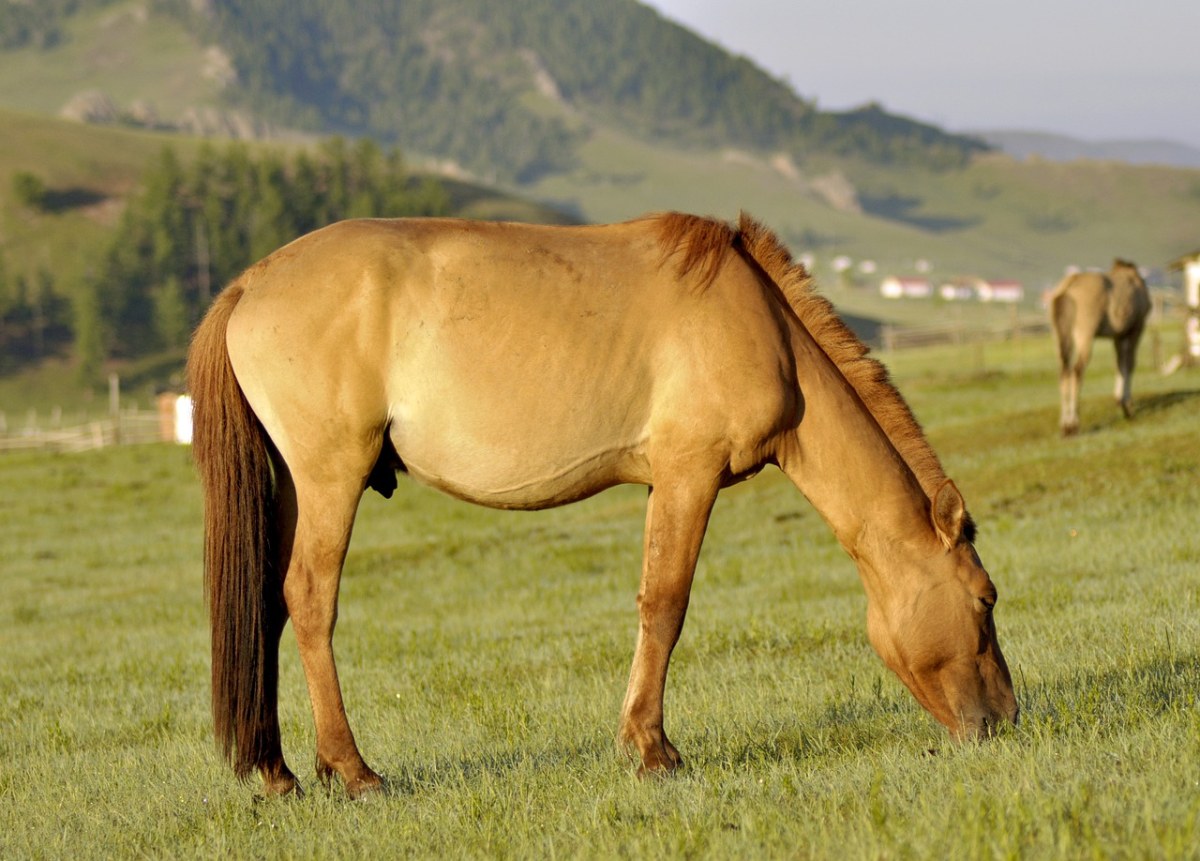 马牧场哺乳动物
