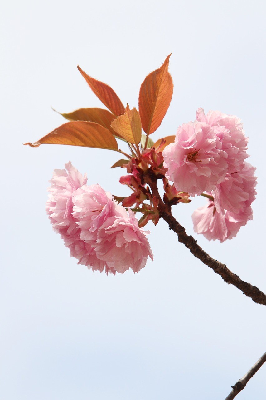 粉色的观赏樱花免费图片