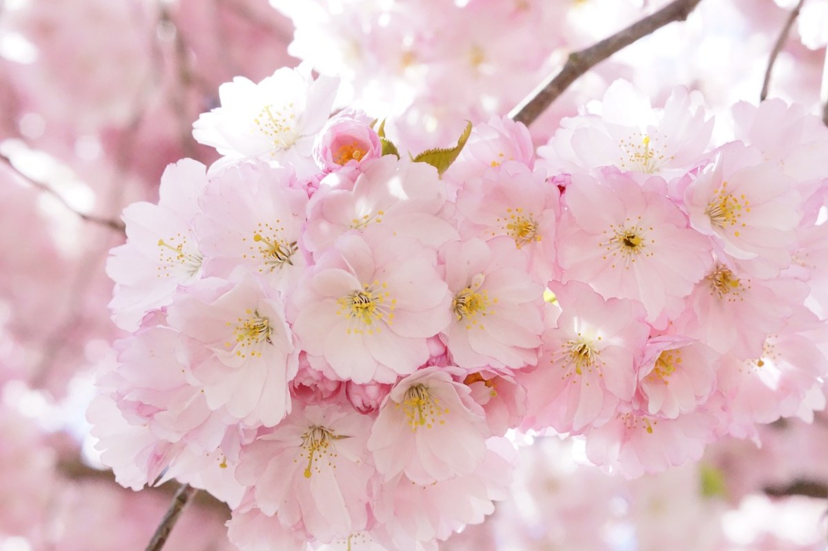 观赏樱花背景图免费图片