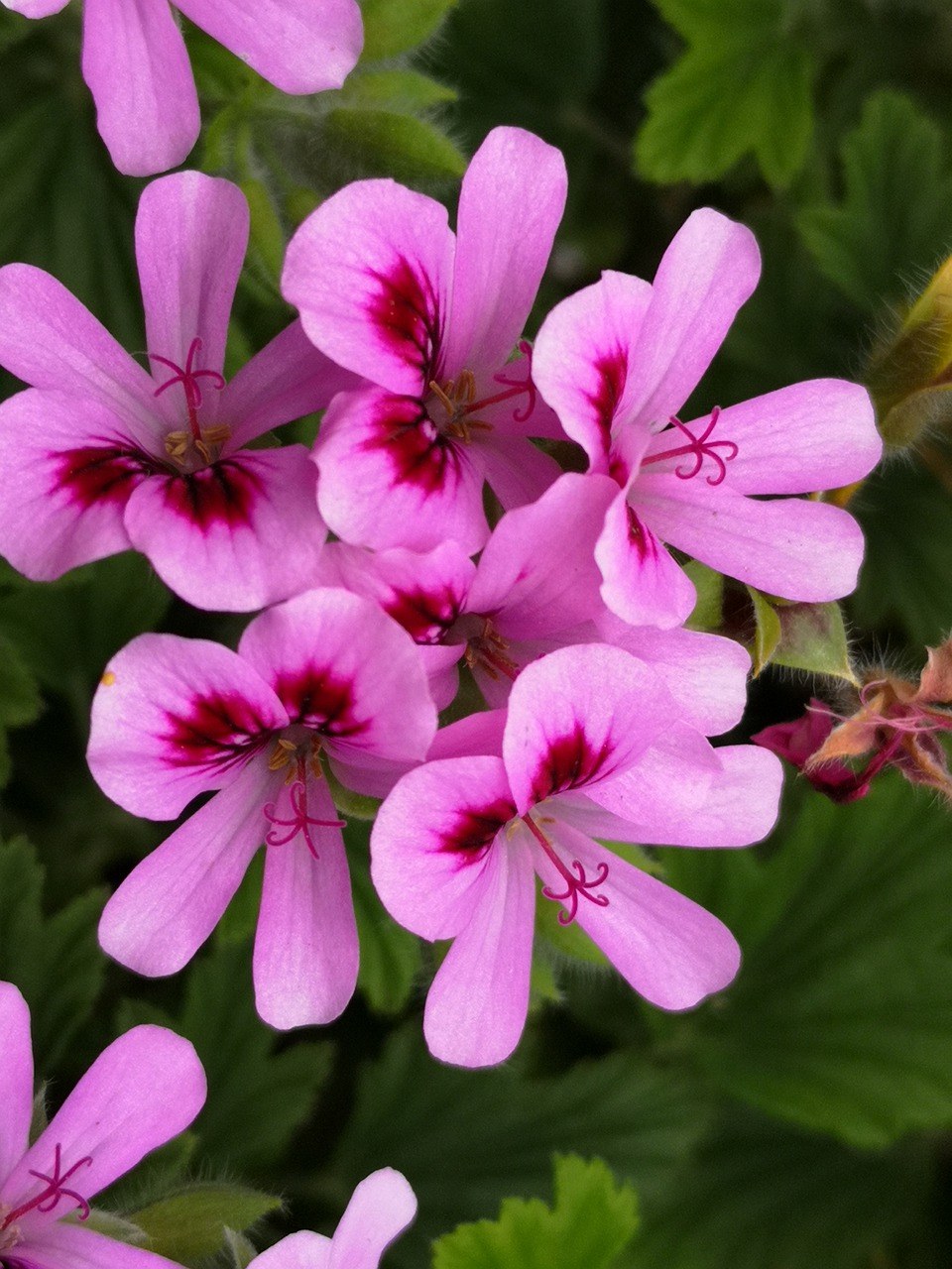 罗莎,天竺葵,柠檬酒