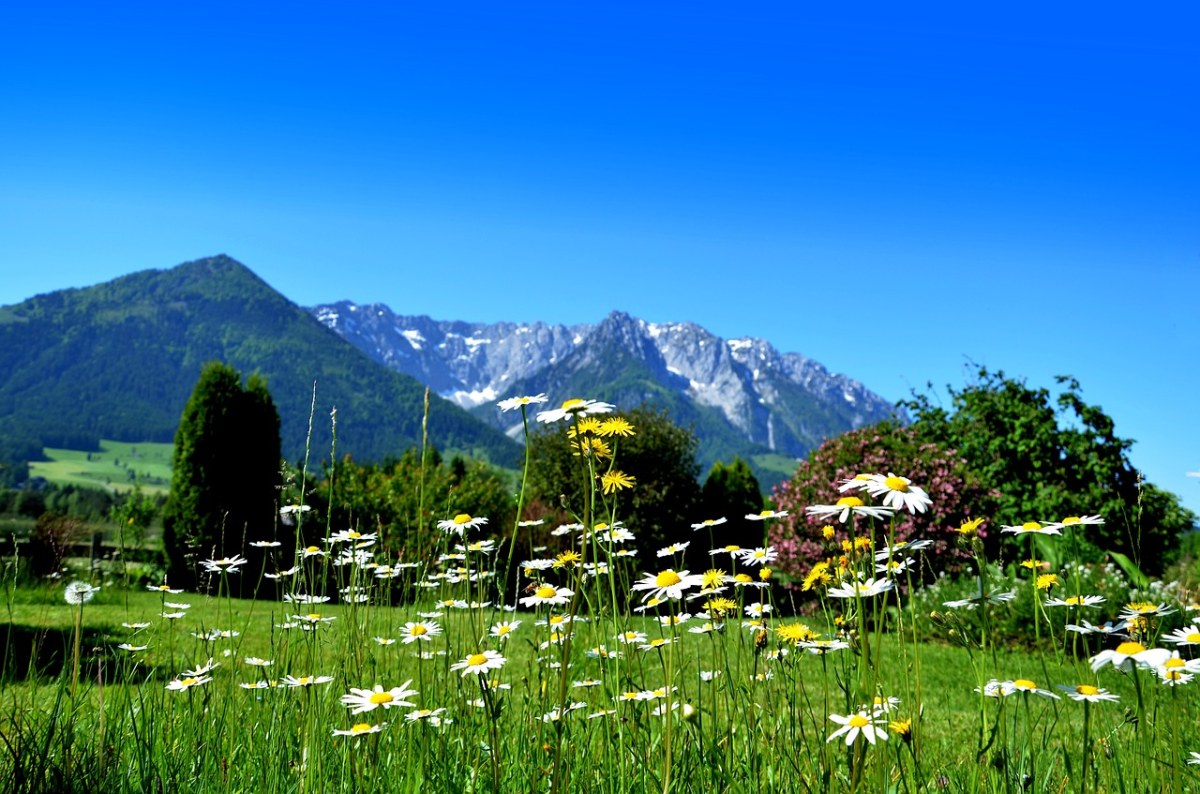 山峰下草地上的野花风景免费图片