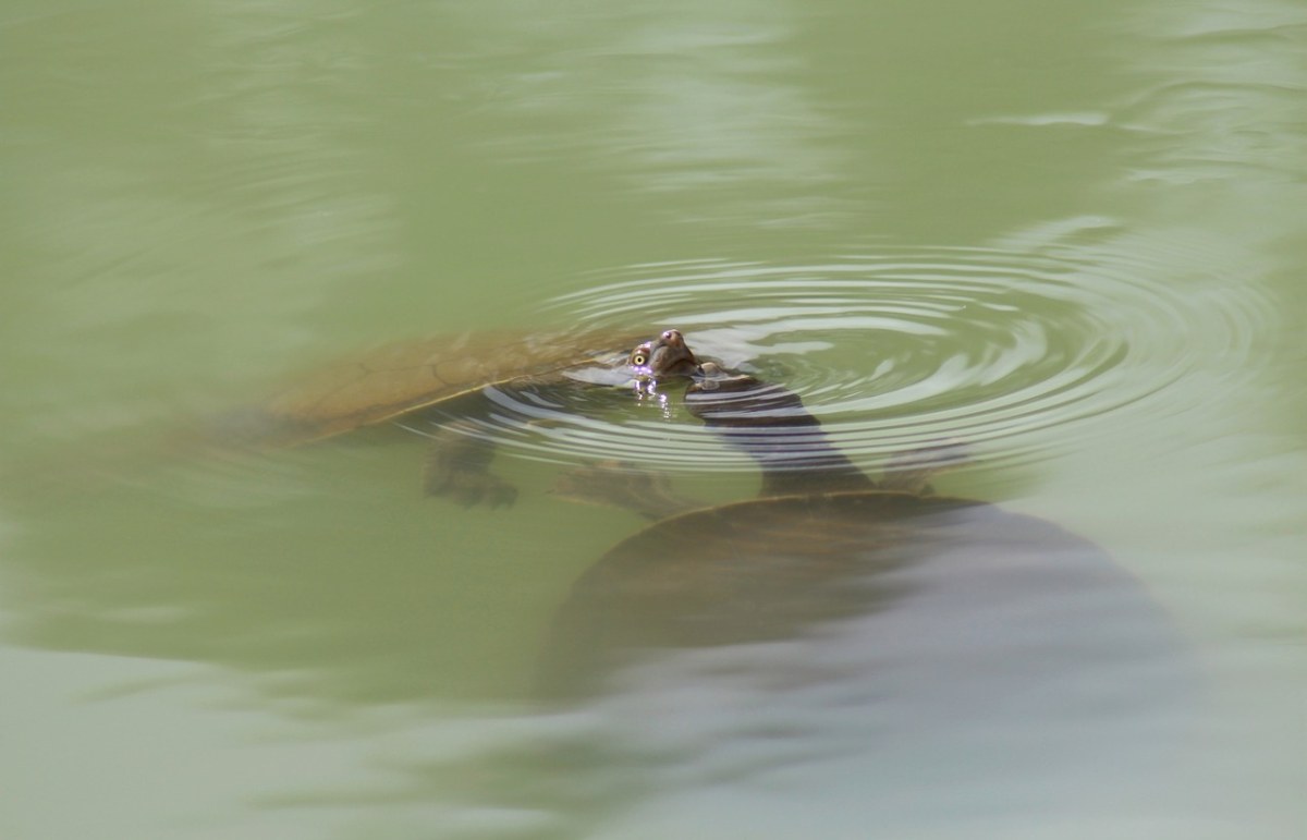 长颈龟、求爱、游泳免费图片