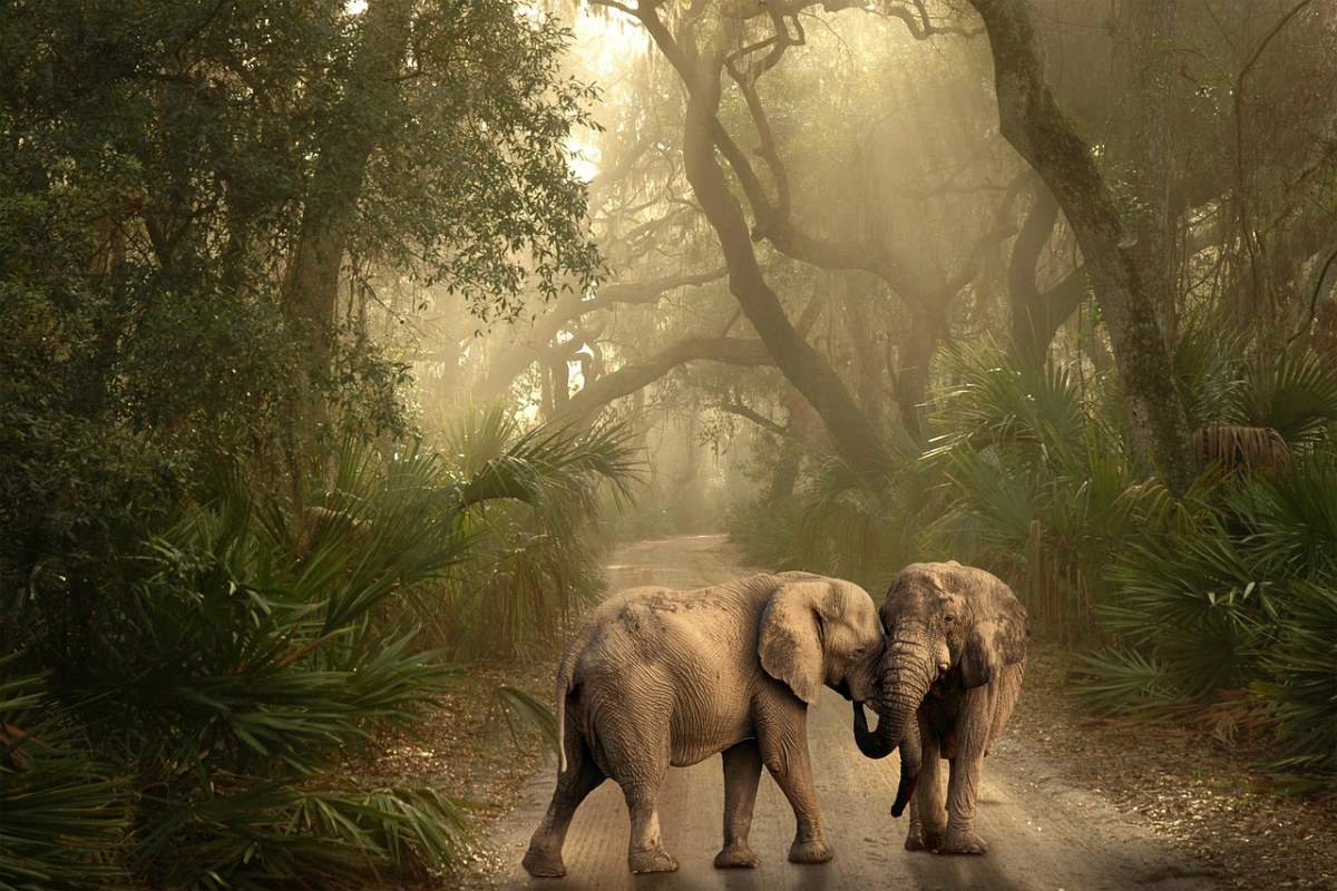景观、路径、大象免费图片