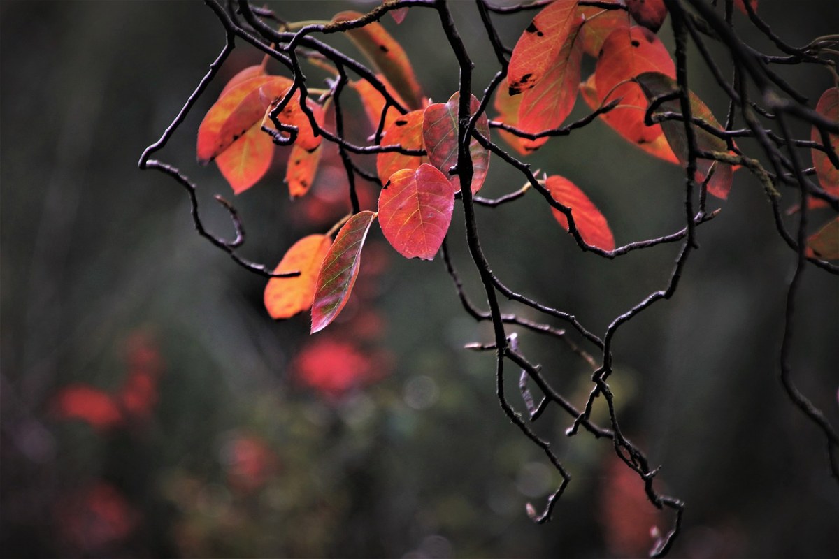 红绸木树枝树叶图片图片