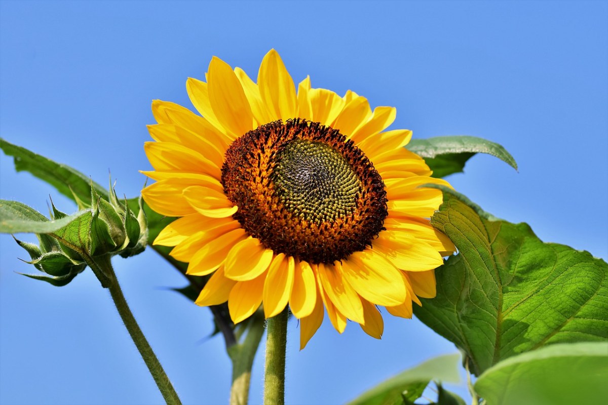 向日葵,花,开花