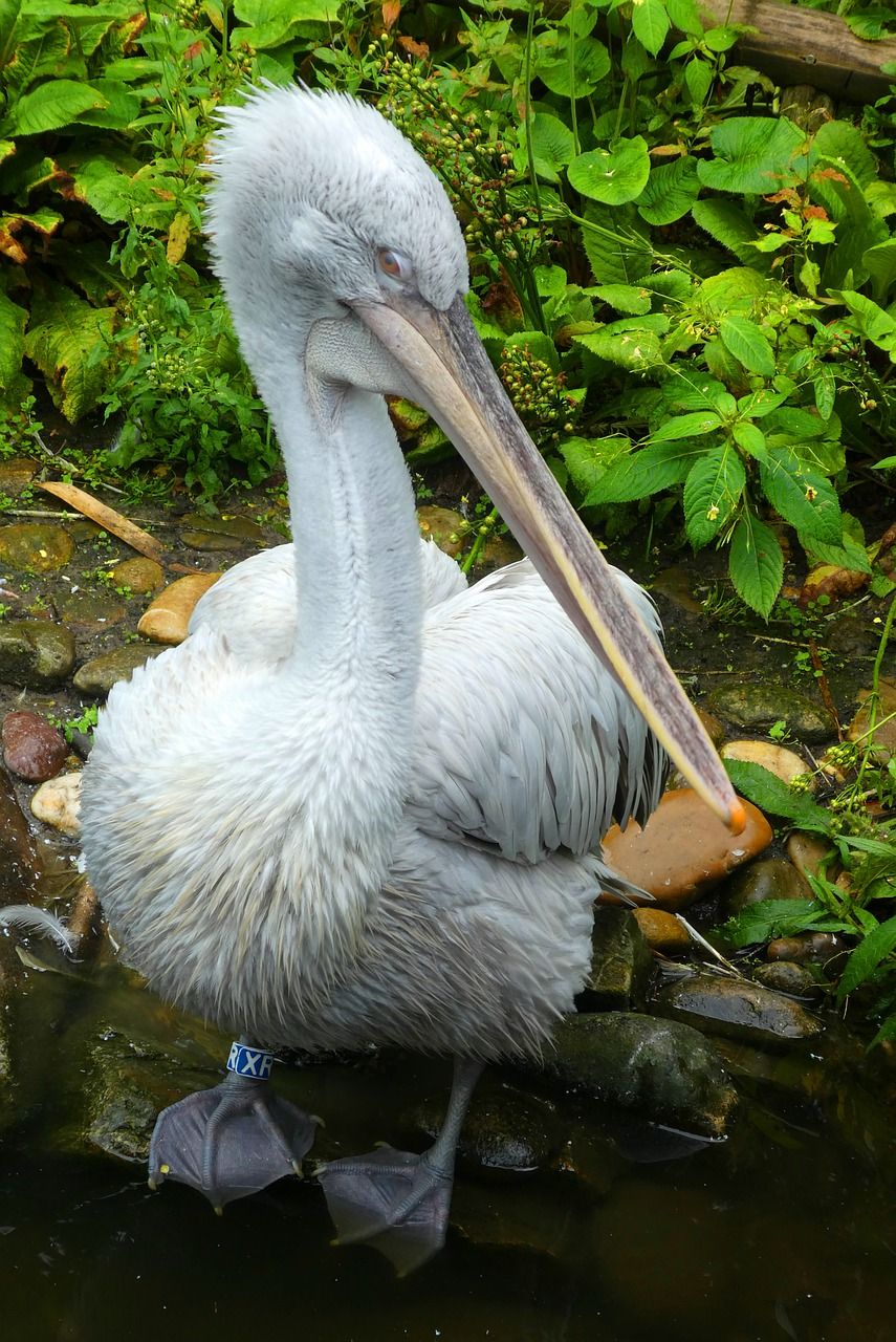 鹈鹕,鸟,动物园