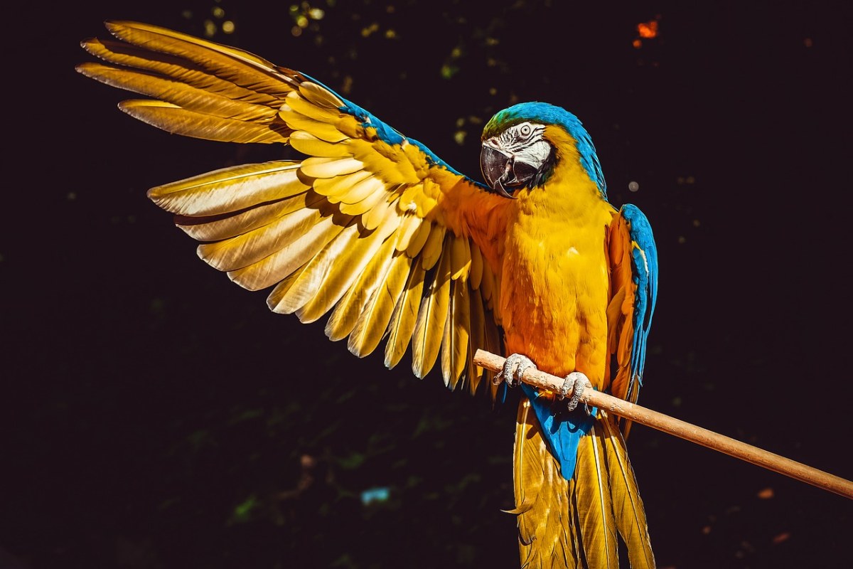 Ara、鹦鹉、黄色的金刚鹦鹉免费图片