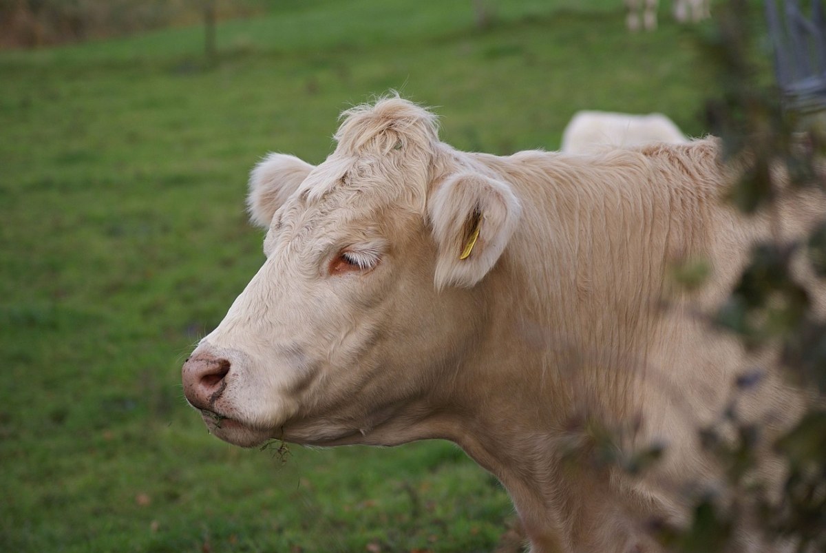 牛、动物、农业免费图片