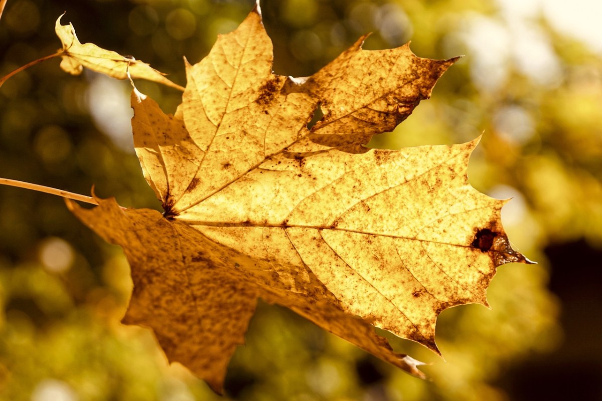 叶子、秋季、秋天的落叶免费图片