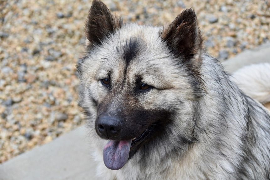 狗,狗eurasier,北欧狗