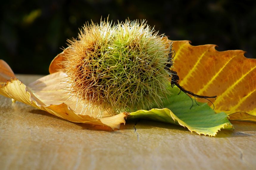 板栗食用油刺