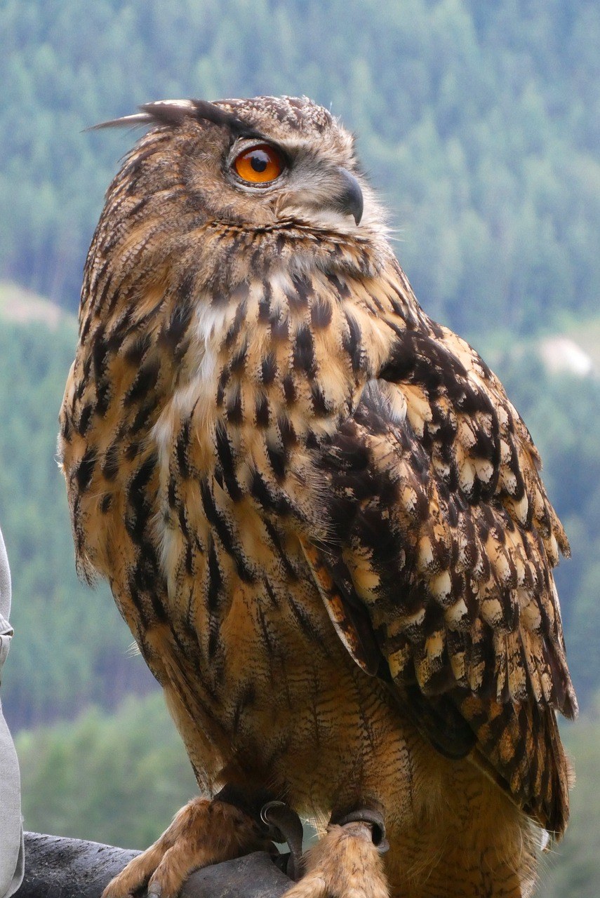 猫头鹰,欧亚雕,羽毛