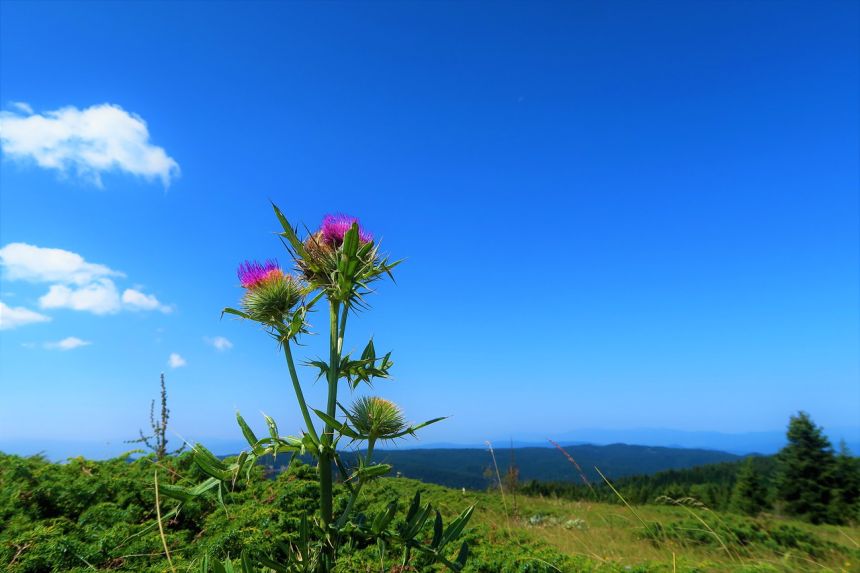 水飞蓟,性质,草原