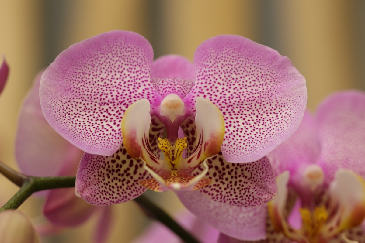 兰花,蝴蝶,鲜花