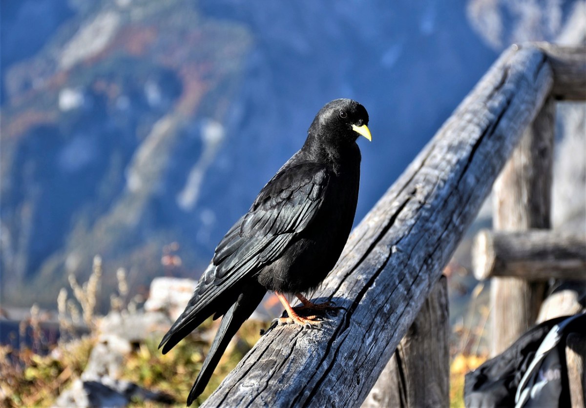 寒鸦,chough,鸦雀