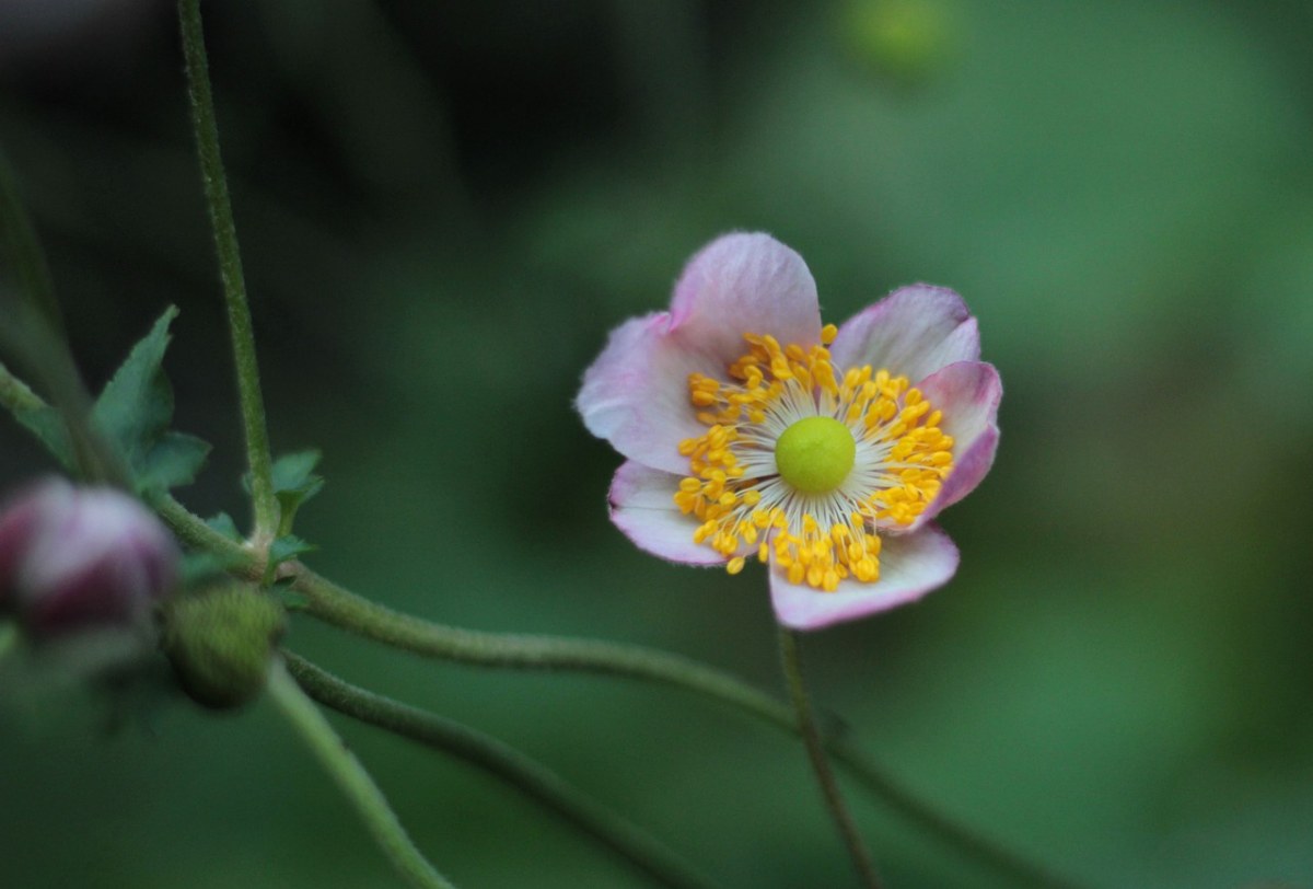 herfstanemoon,粉红色,雄蕊
