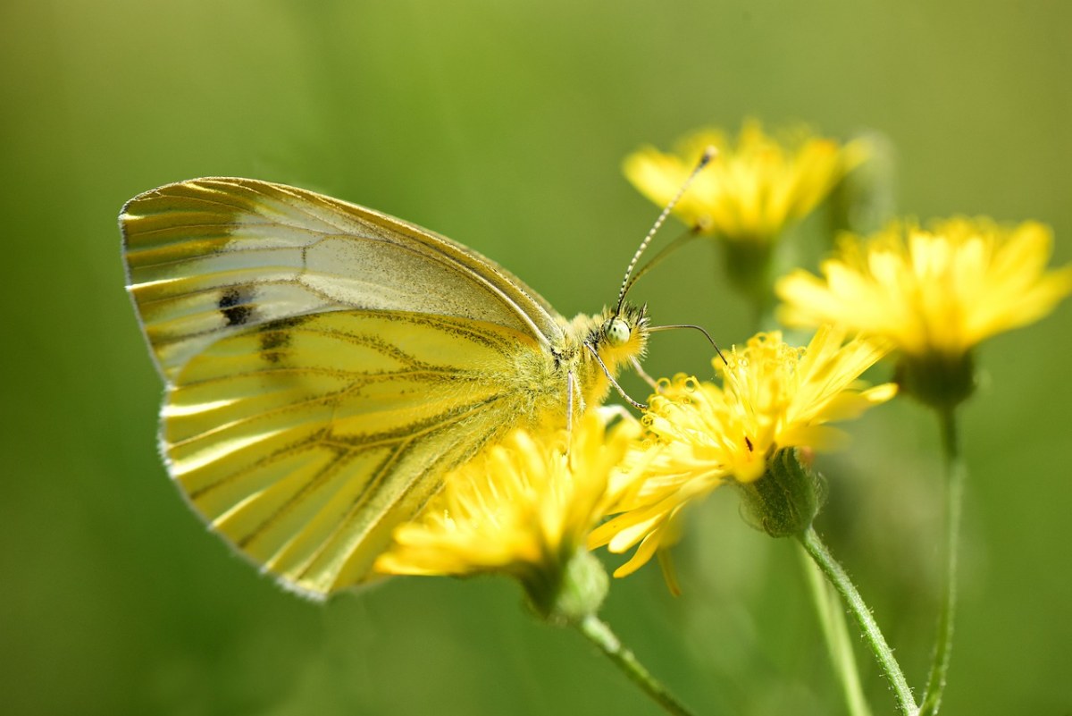 白菜白、蝴蝶、昆虫免费图片