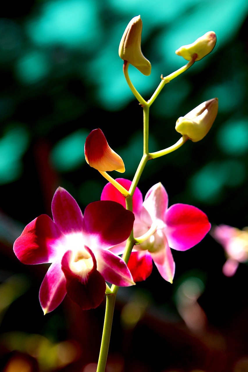 兰花,美丽的花朵,花花园