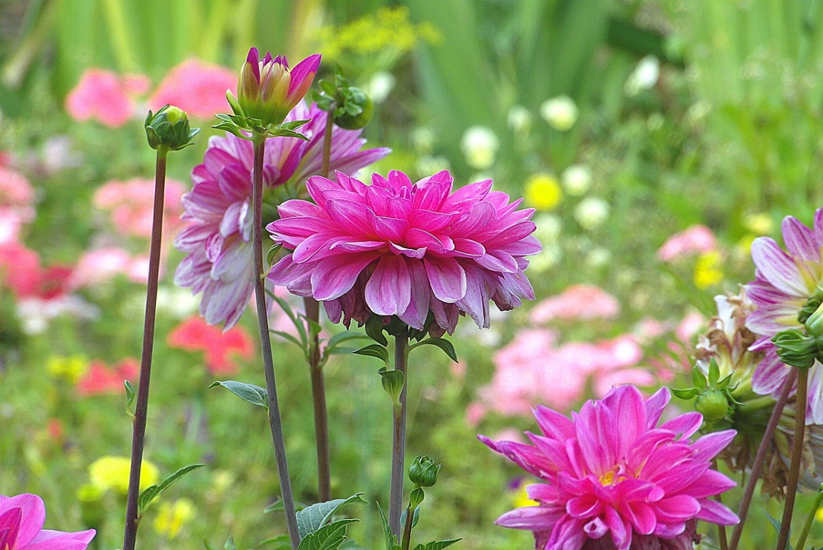 大丽花、鲜花、花园免费图片