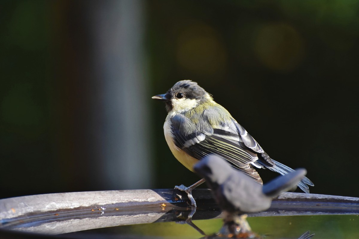 山雀,鸣鸟,小小鸟