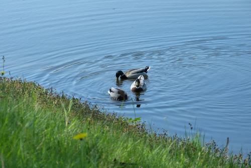 湖中的三只野鸭