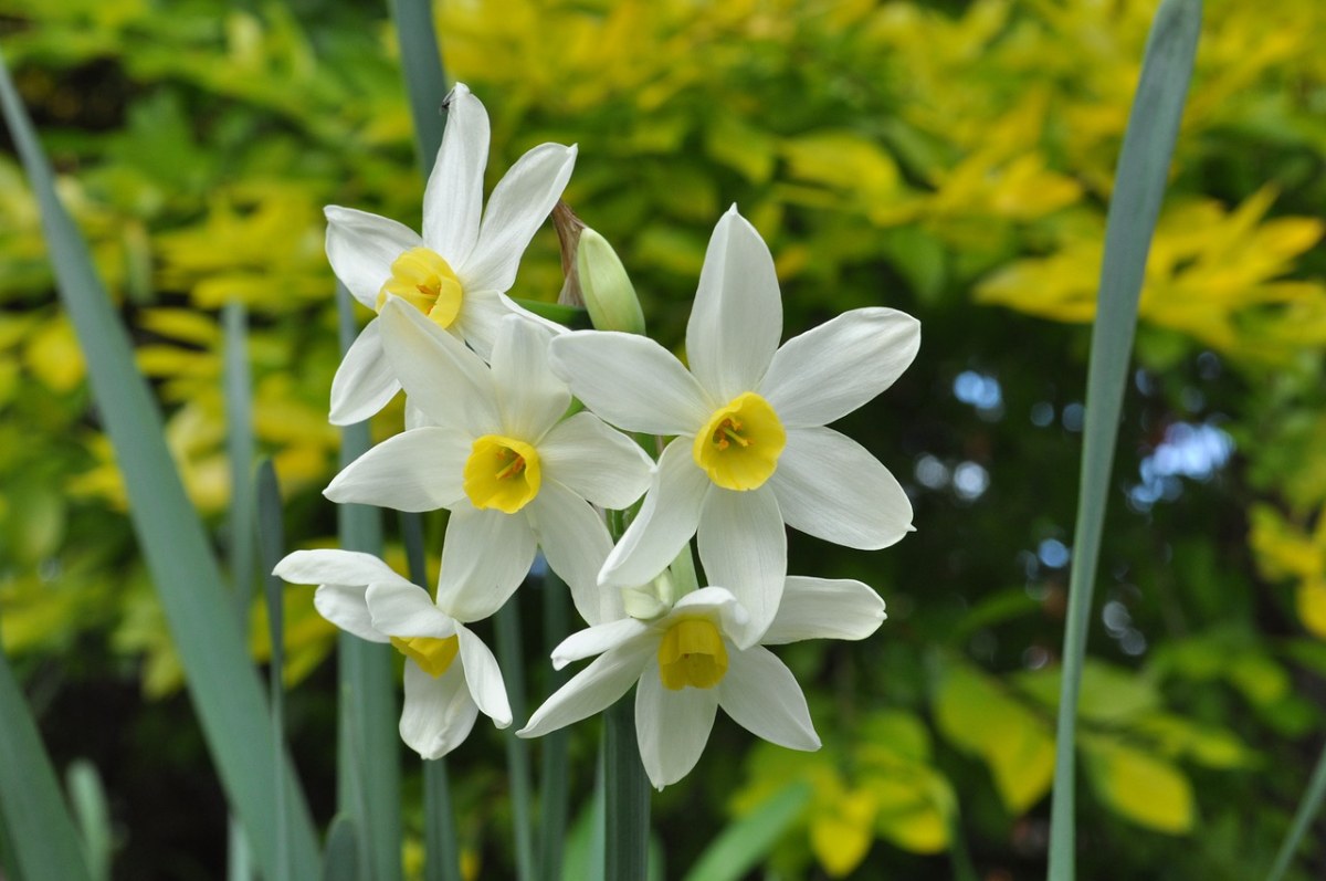 白色花瓣的水仙花免费图片