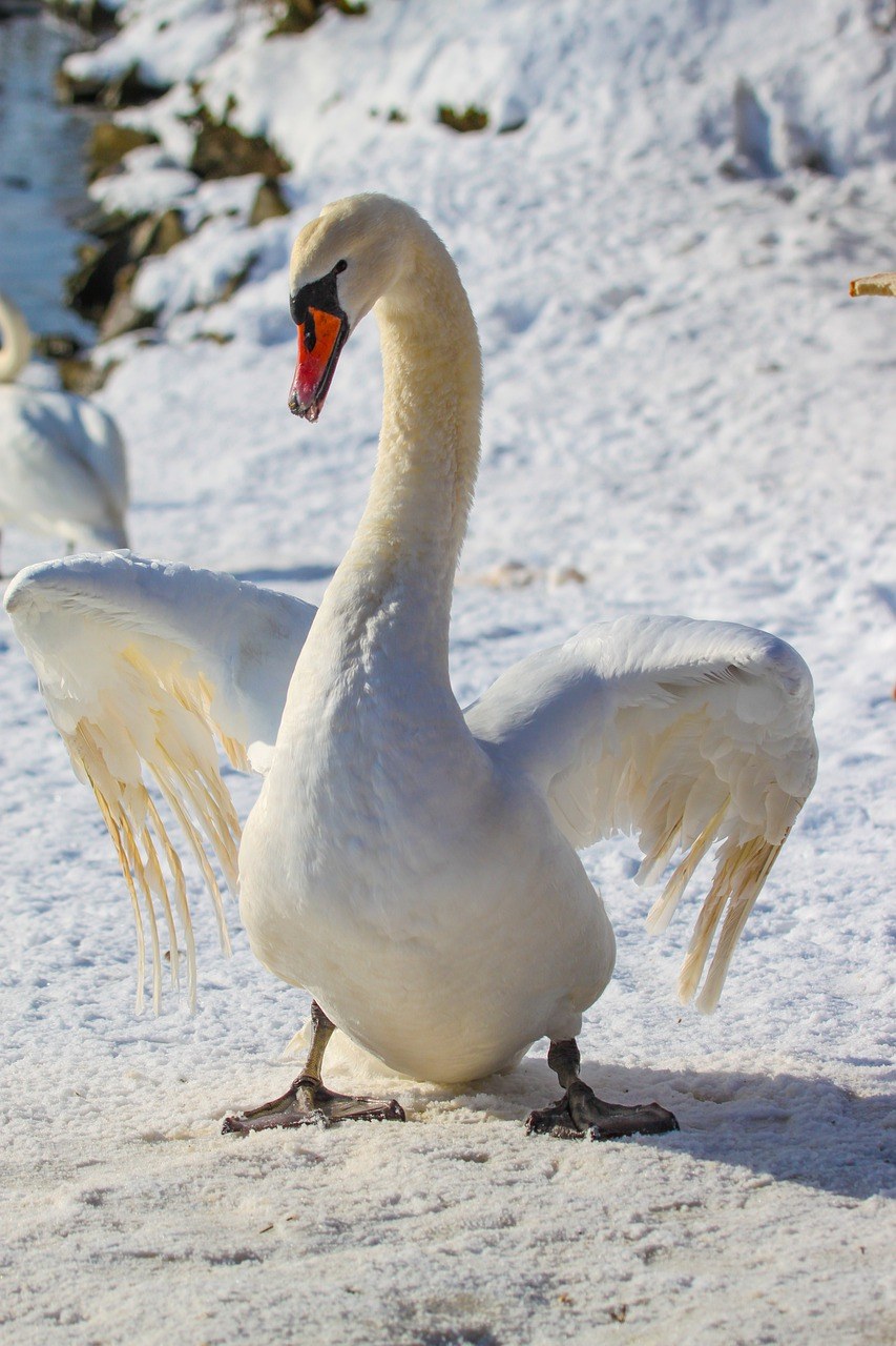 雪地上的疣鼻天鹅免费图片
