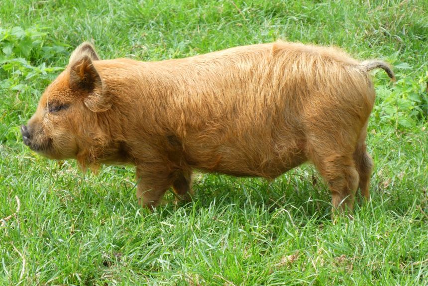 草地上的一只小猪