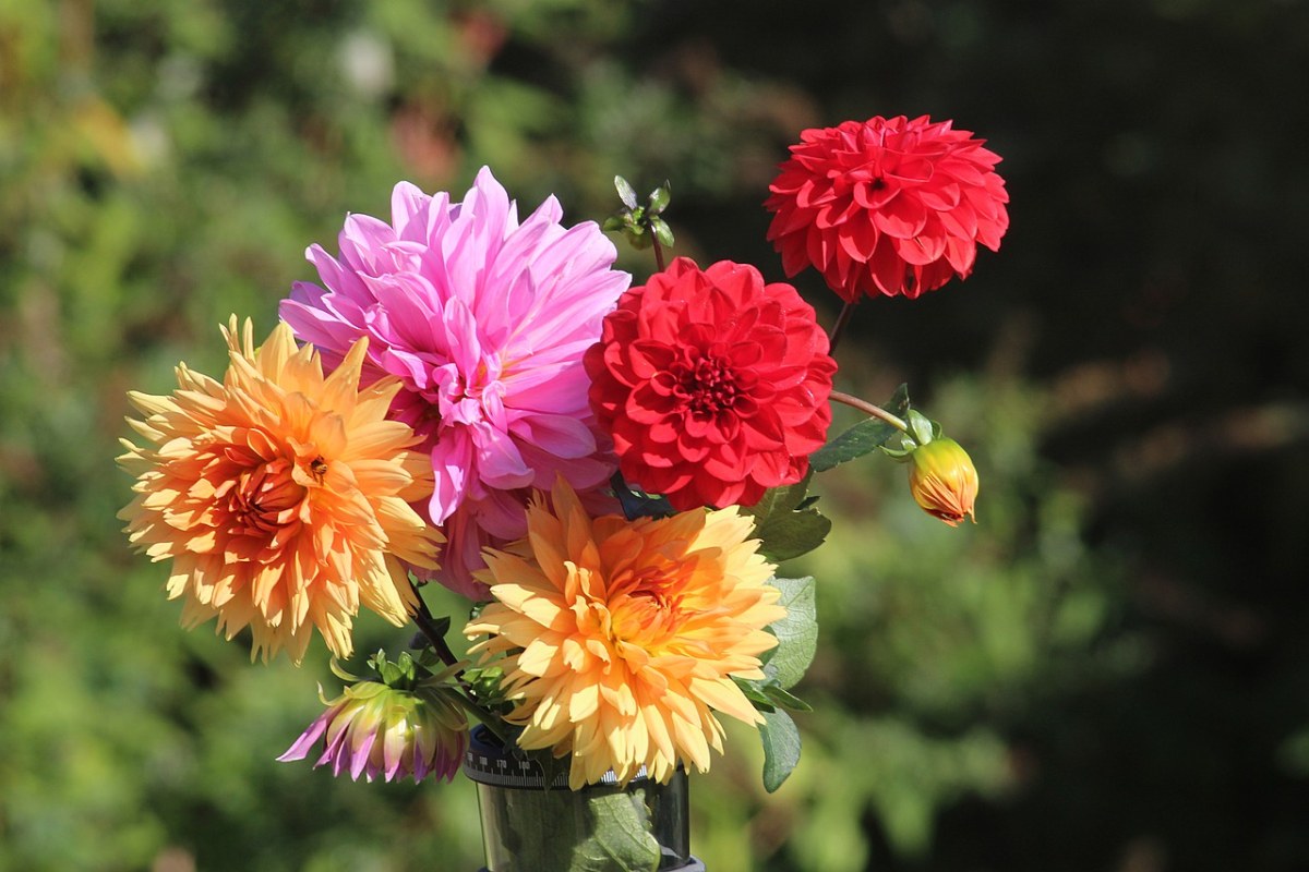 大丽花、鲜花、植物群免费图片