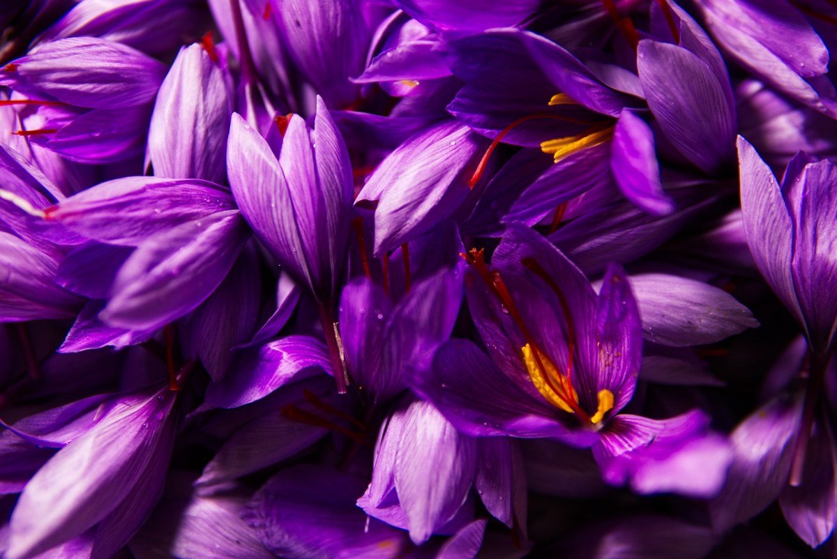 藏红花、香料、花蕊免费图片