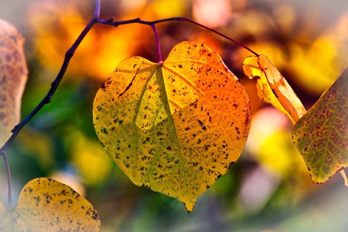 秋天的树叶、心情、秋天的颜色免费图片
