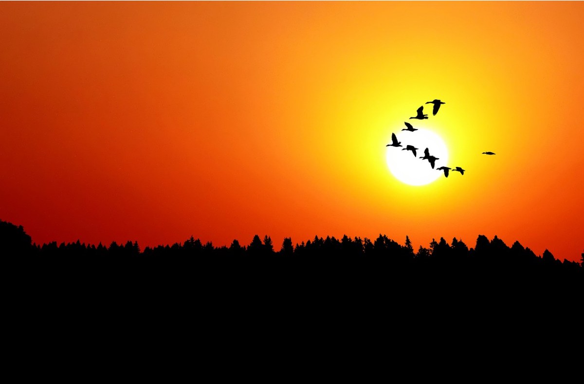 日落、鸭子、野生免费图片