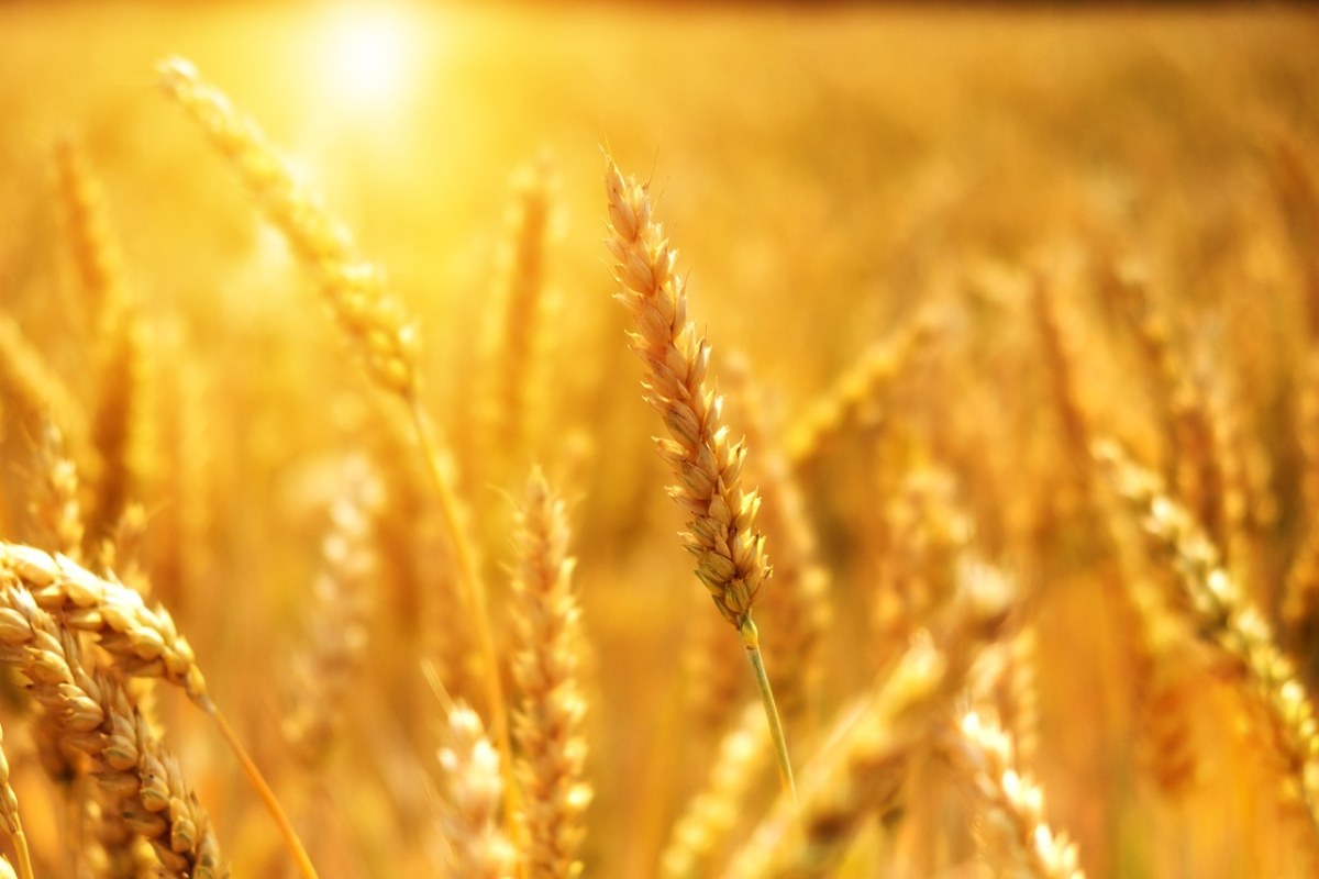 小麦、粮食、麦田免费图片