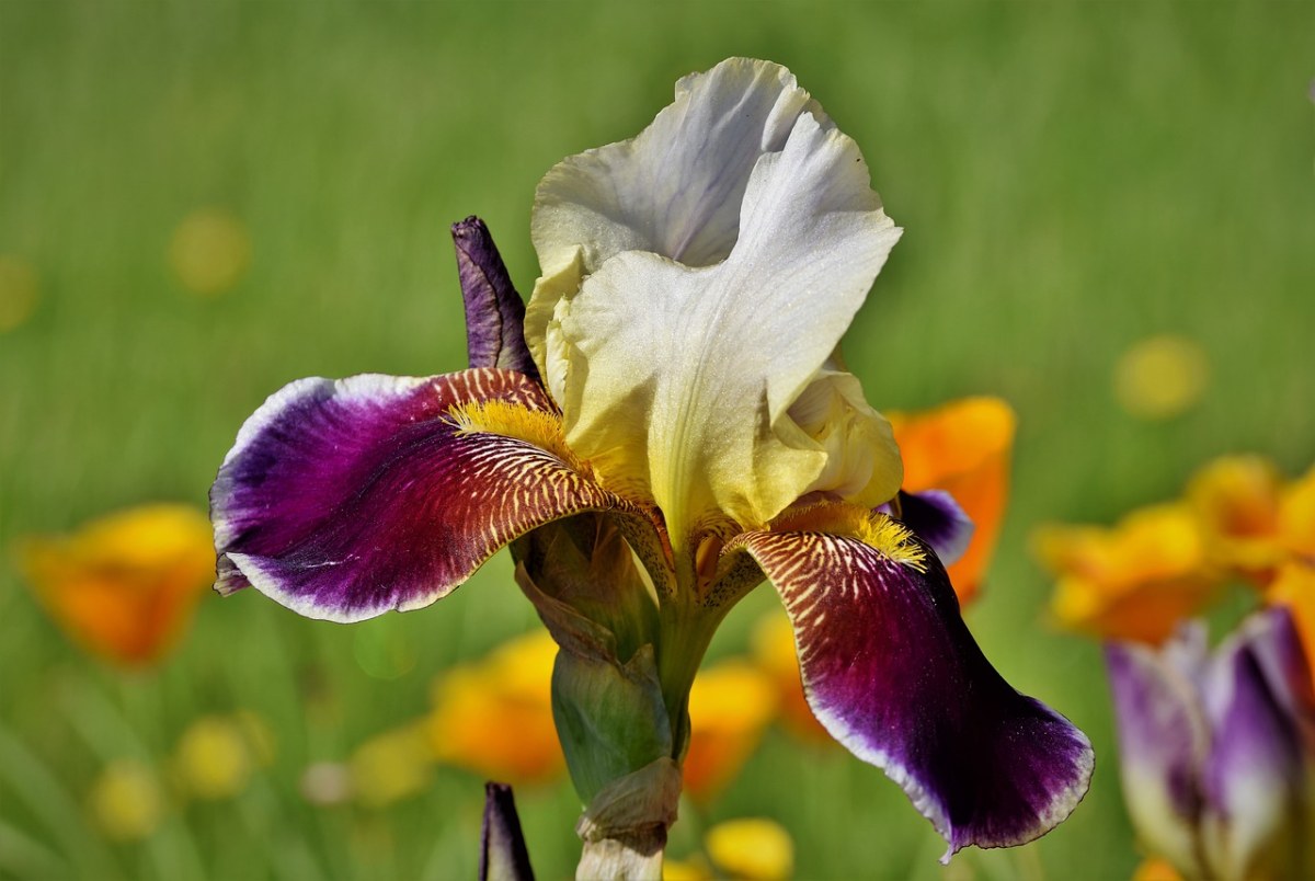 虹膜、鸢尾花、Iridaceae免费图片