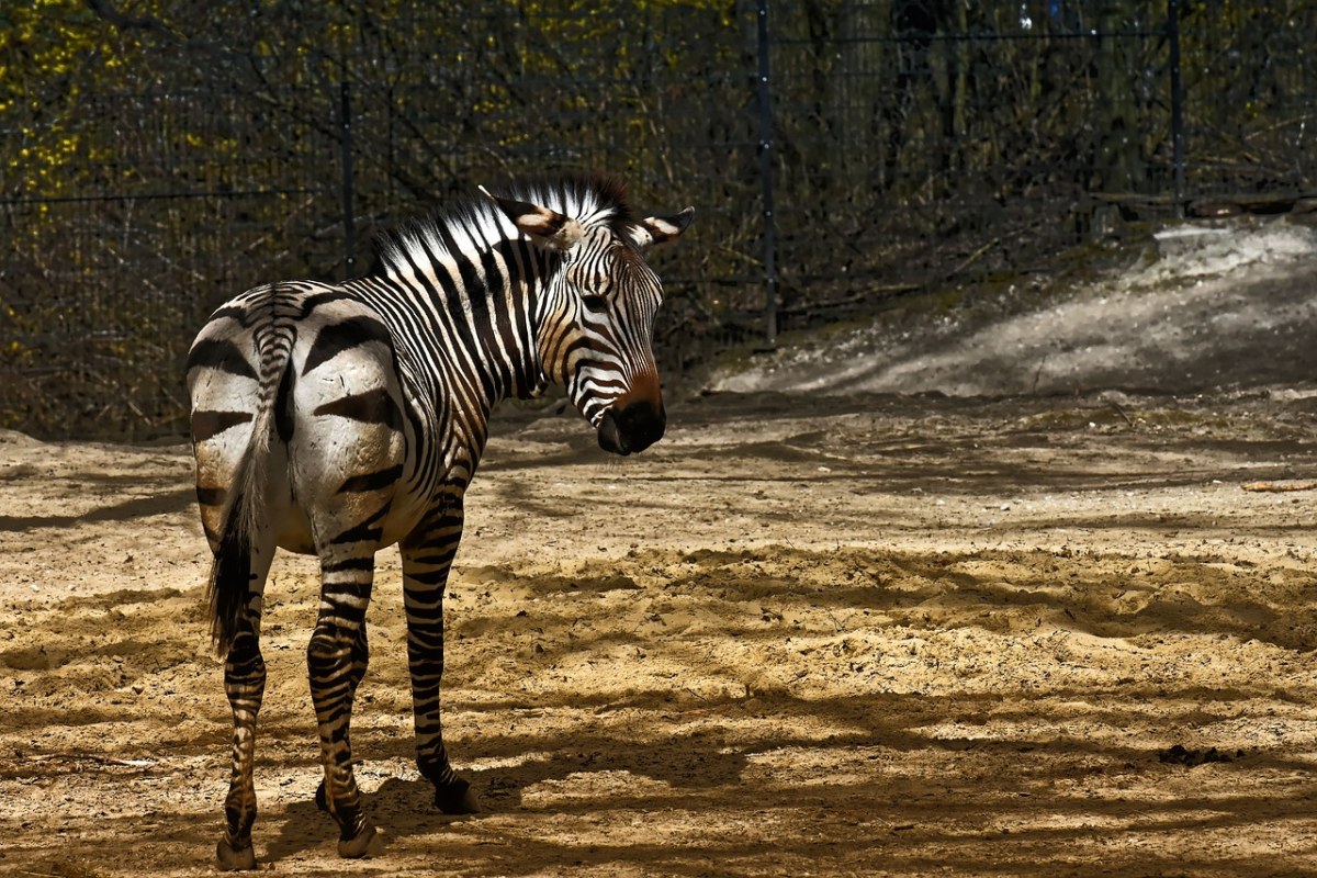 斑馬,野生動物,動物園