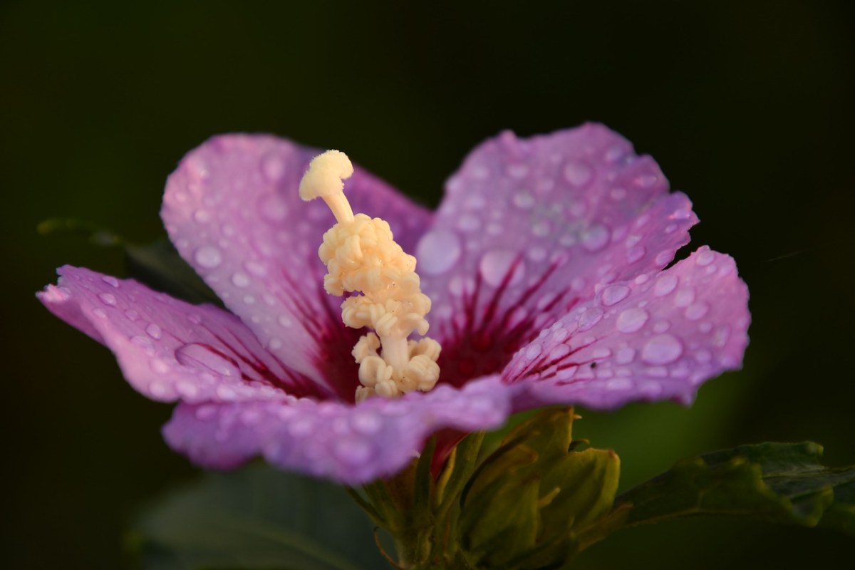 锦葵属植物,日落,秋季