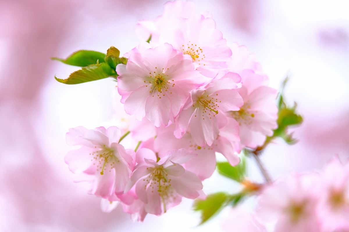 小清新的樱花图片免费图片