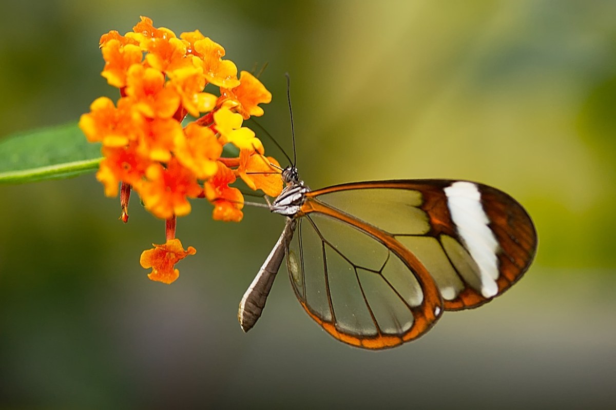 蝴蝶、昆虫、性质免费图片