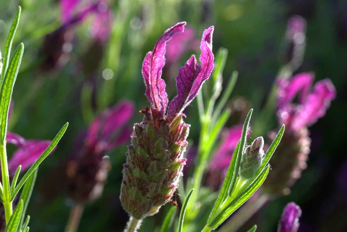 薰衣草,紫,花