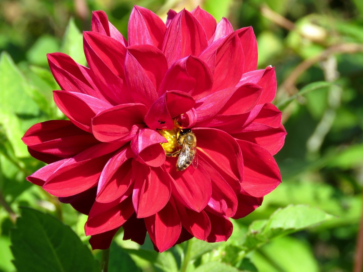 花卉、大丽花、蜜蜂免费图片