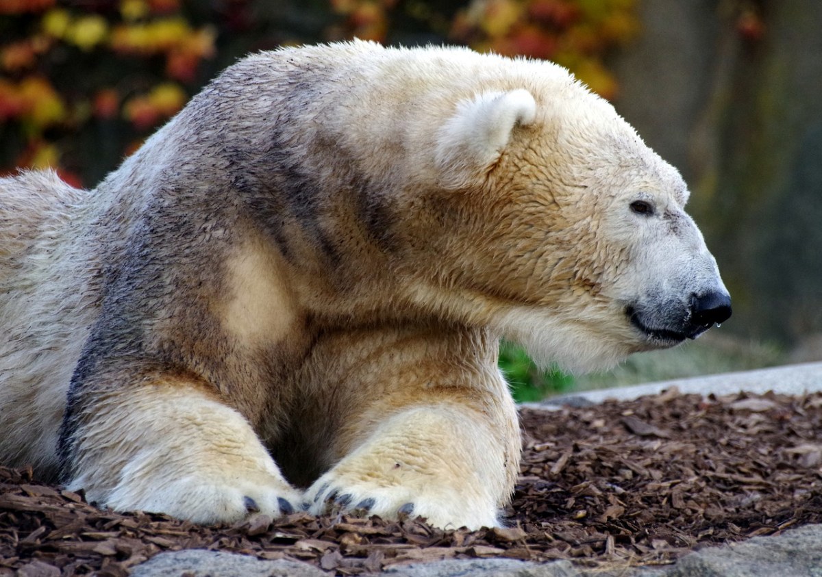 白熊,动物园,捕食