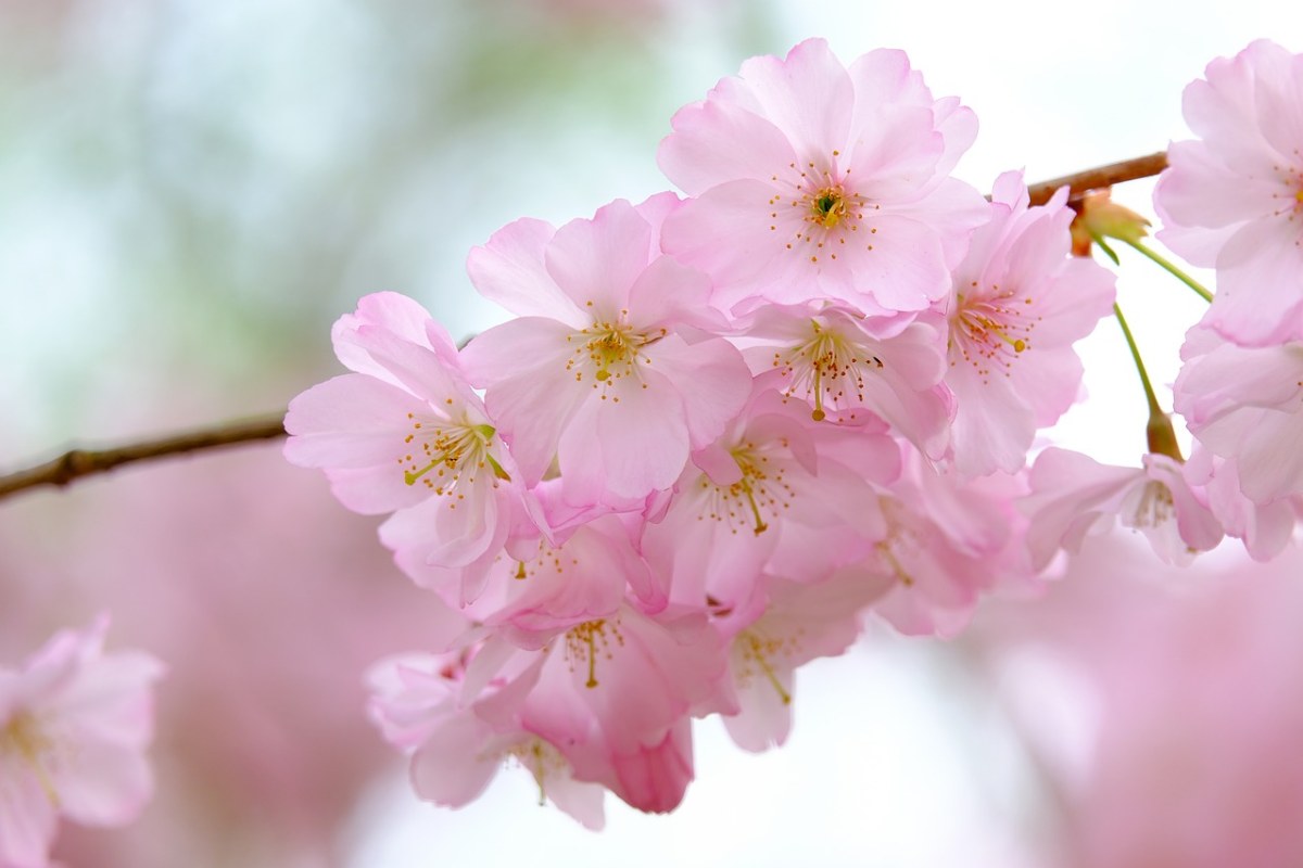 粉色樱花图片高清摄影桌面壁纸_桌面壁纸_mm4000图片大全