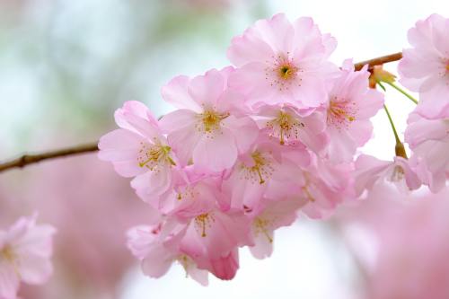 娇艳的粉色樱花