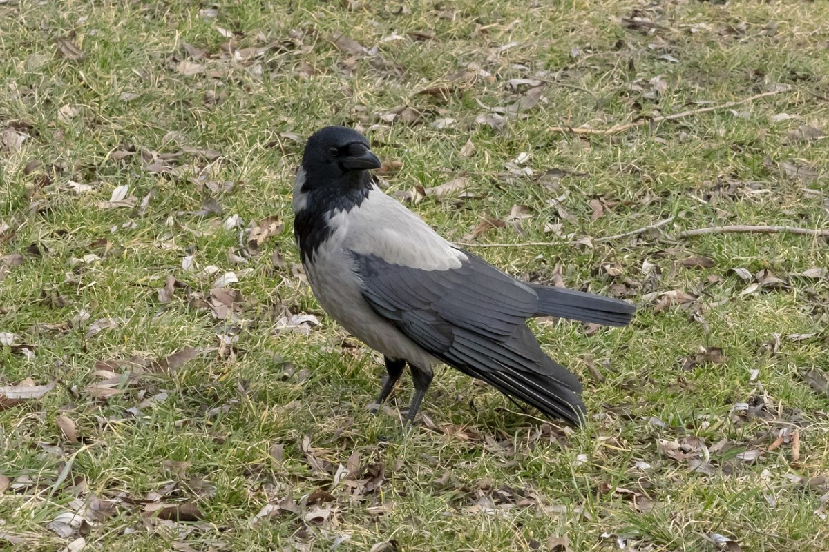 连帽乌鸦,乌鸦,鸟