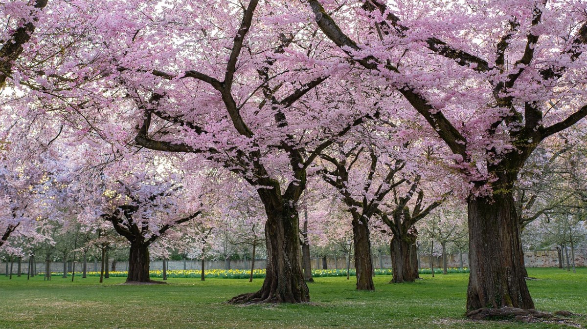 春天的樱花树林风景图片免费图片