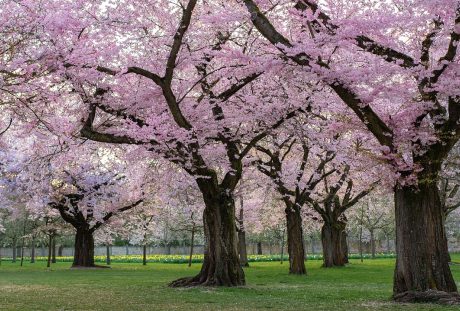 春天的樱花树林风景图片