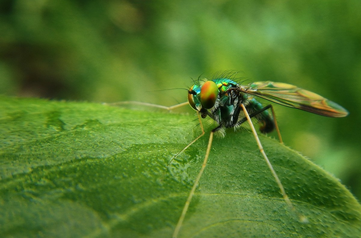 常见绿色昆虫姓名图片图片