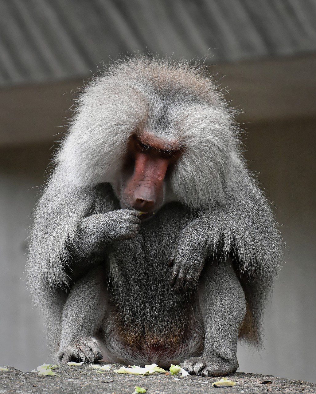 狒狒,猴子,动物园