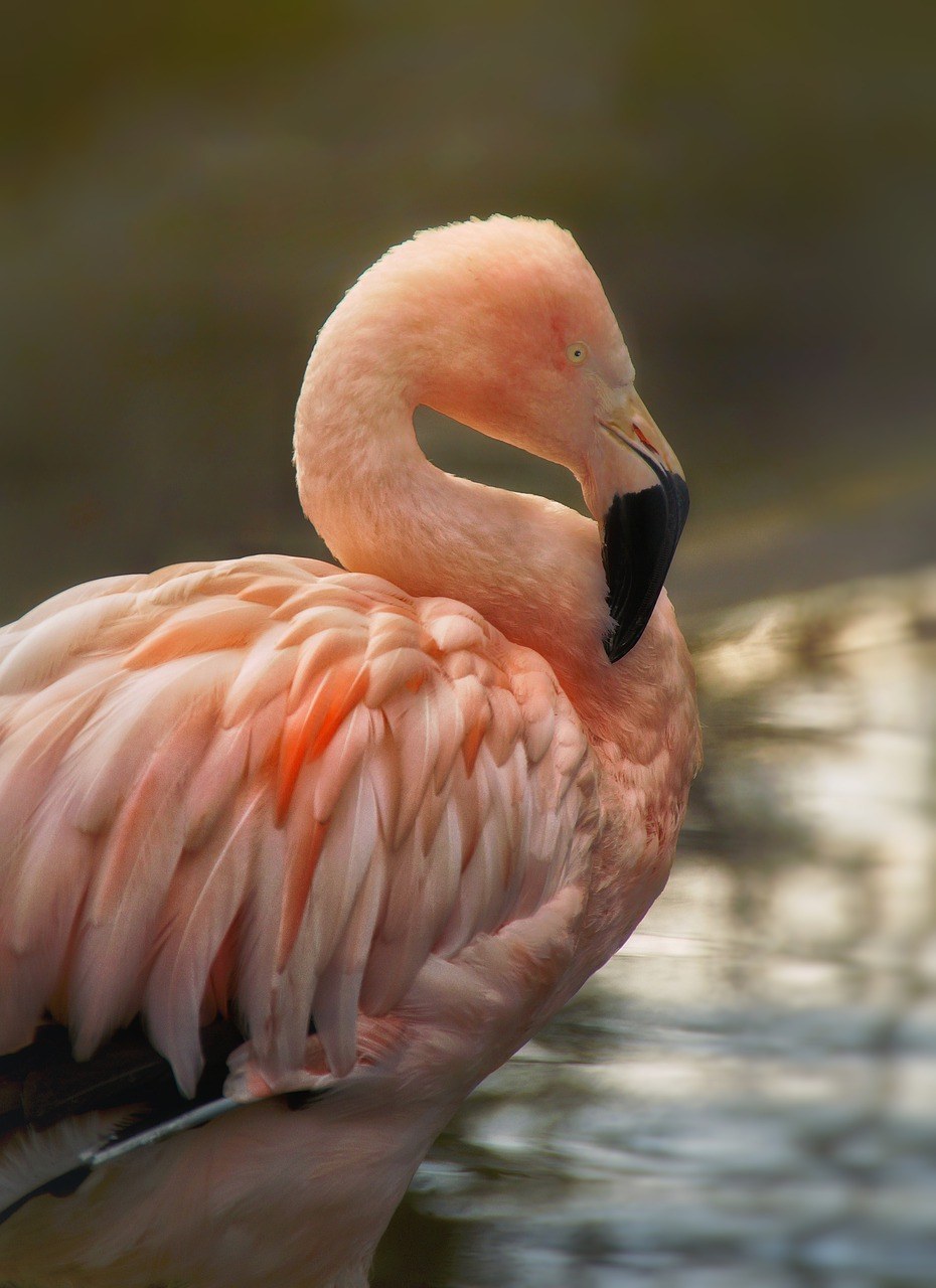 弗拉明戈,粉红色,鸟